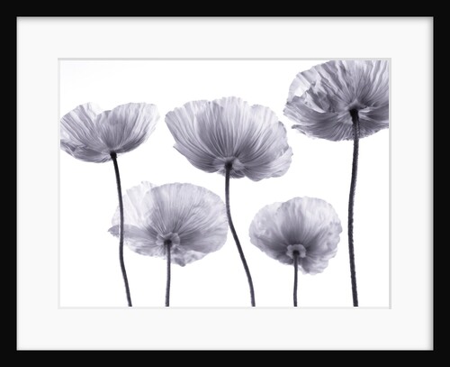 Five Poppies by Assaf Frank